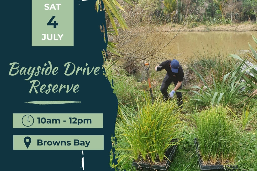 Bayside Drive Browns Bay 4 july