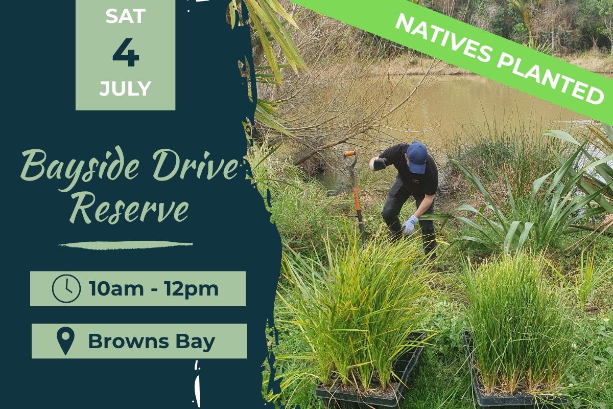 Bayside Drive Browns Bay 4 july