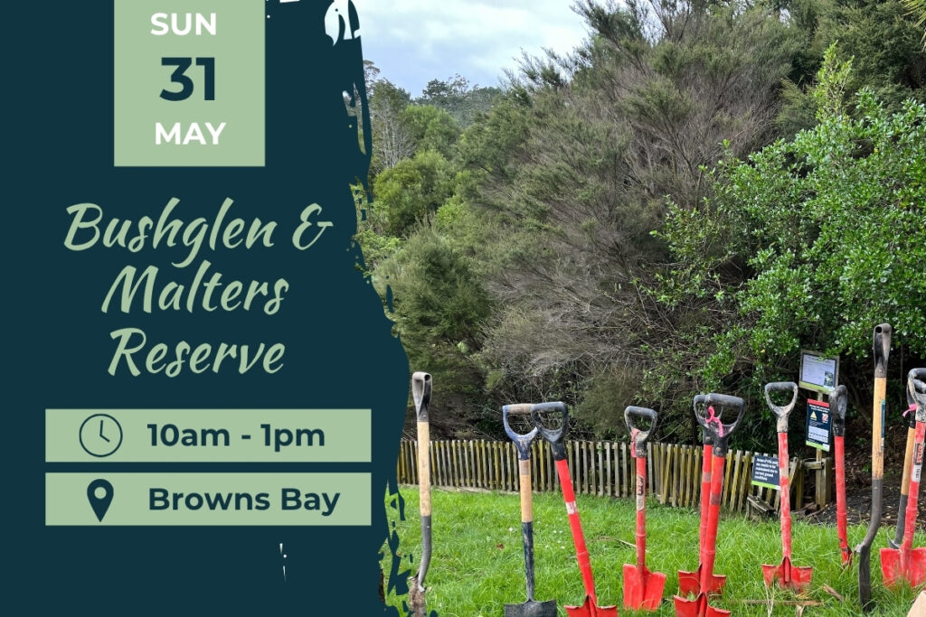 Bushglen Reserve, Browns Bay Planting Day 31 May