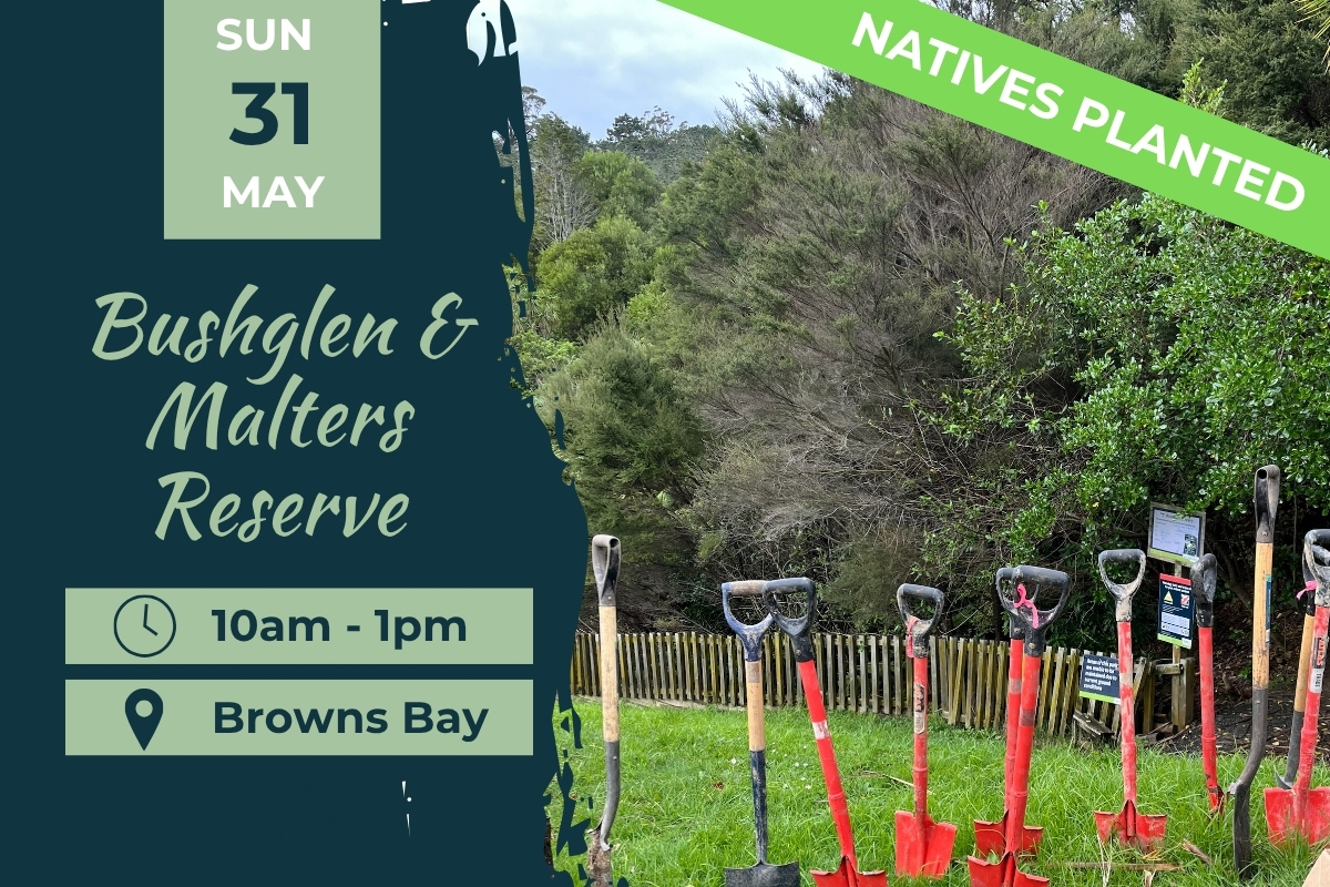 Bushglen Reserve, Browns Bay Planting Day 31 May