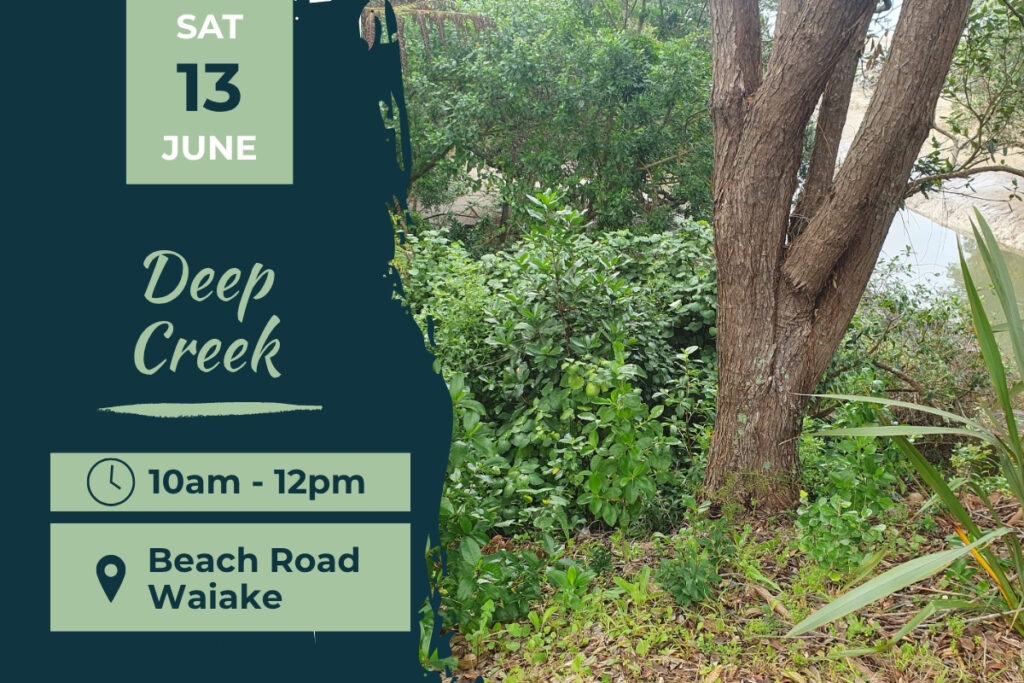 Deep Creek Waiake Planting Day 13 June