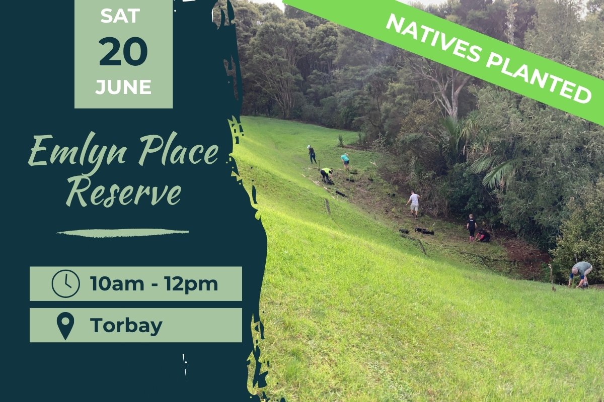 Emlyn place reserve torbay 20 june planting day