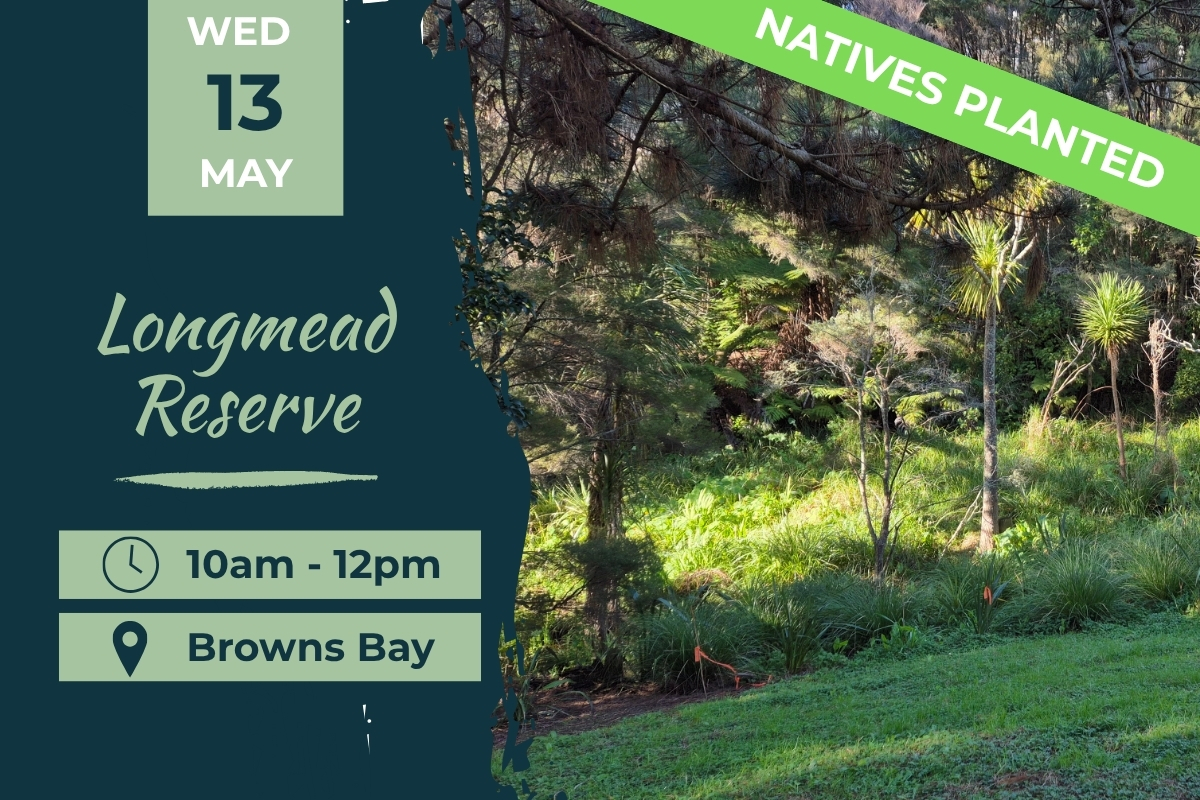 Longmead Reserve, Browns Bay, Planting 13 May