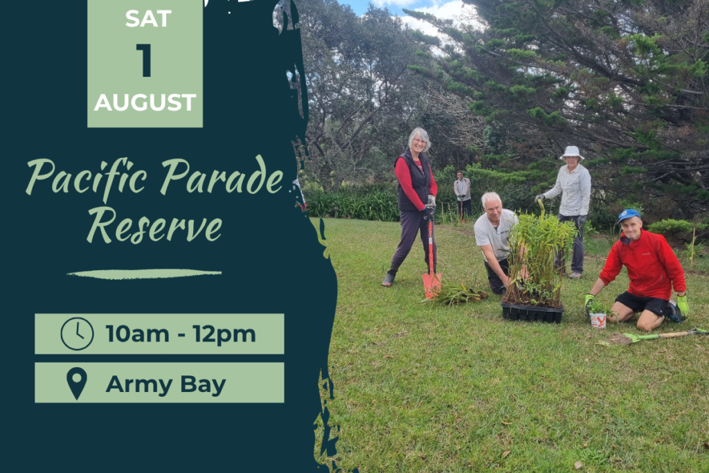 Pacific Parade Whangaparaoa Planting Day Sat 1 August