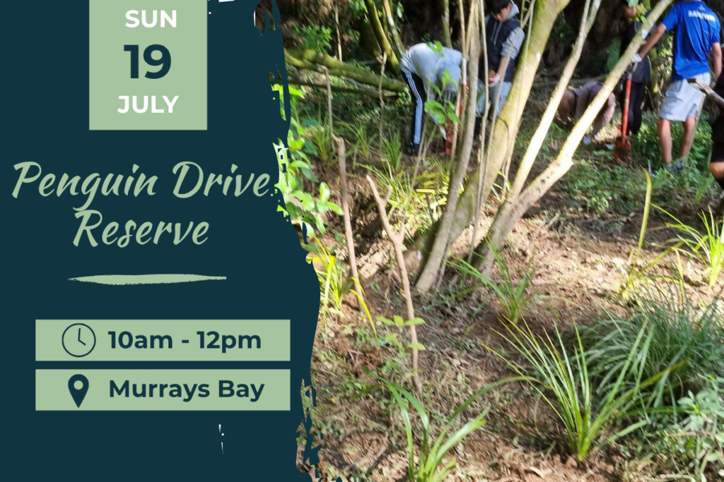 Penguin Drive Reserve Murrays Bay Planting Day Sun 19 July