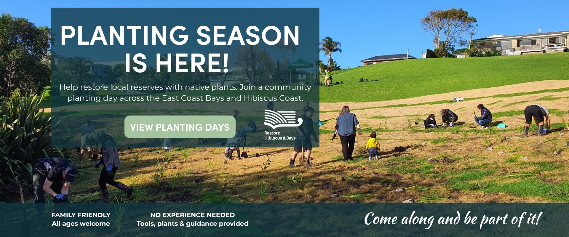 Planting Season with Restore Hibiscus & Bays. Planting days across East Coast Bays and Hibiscus Coast