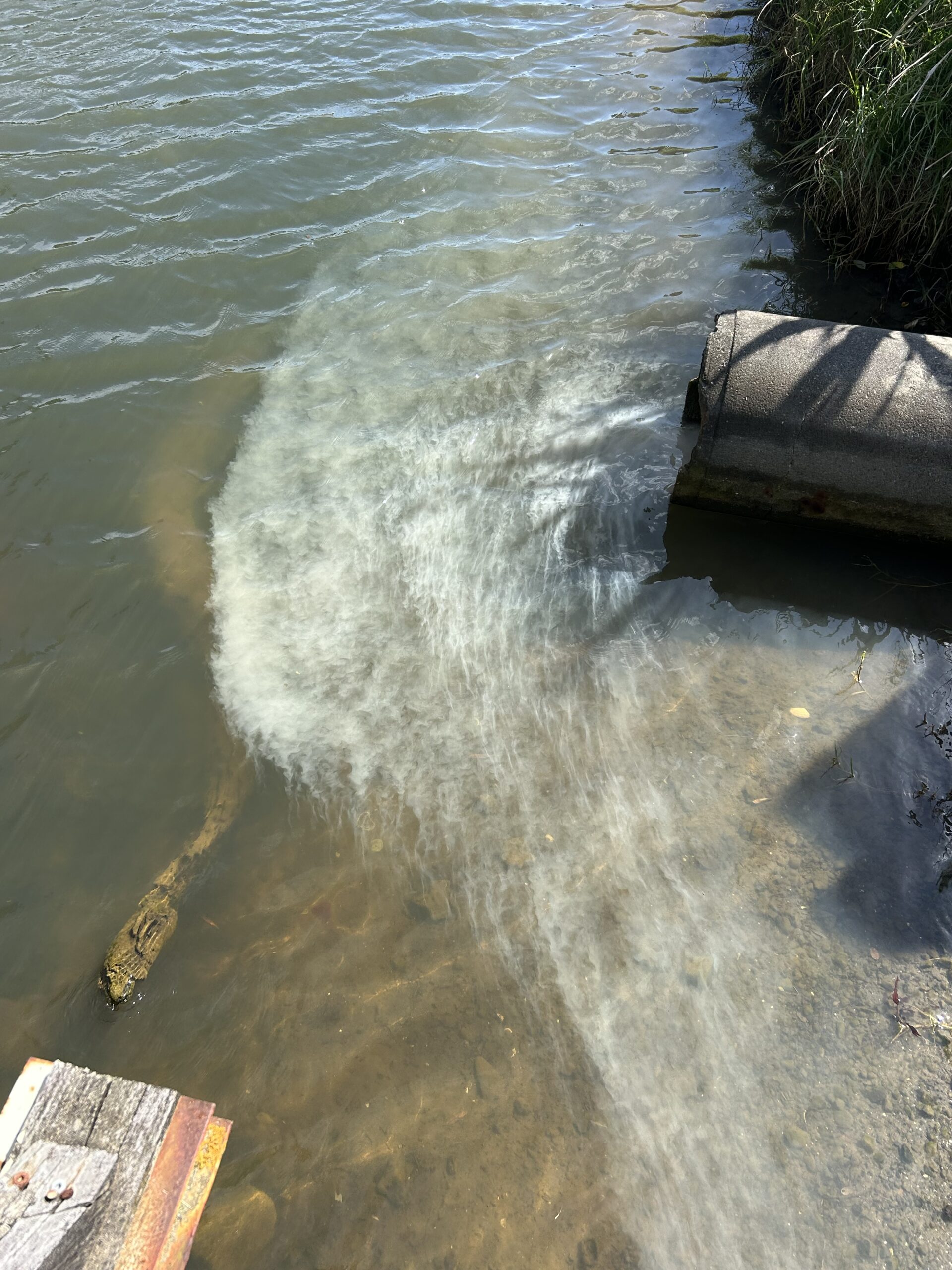 Paint pollution entering a stormwater drain in the East Coast Bays