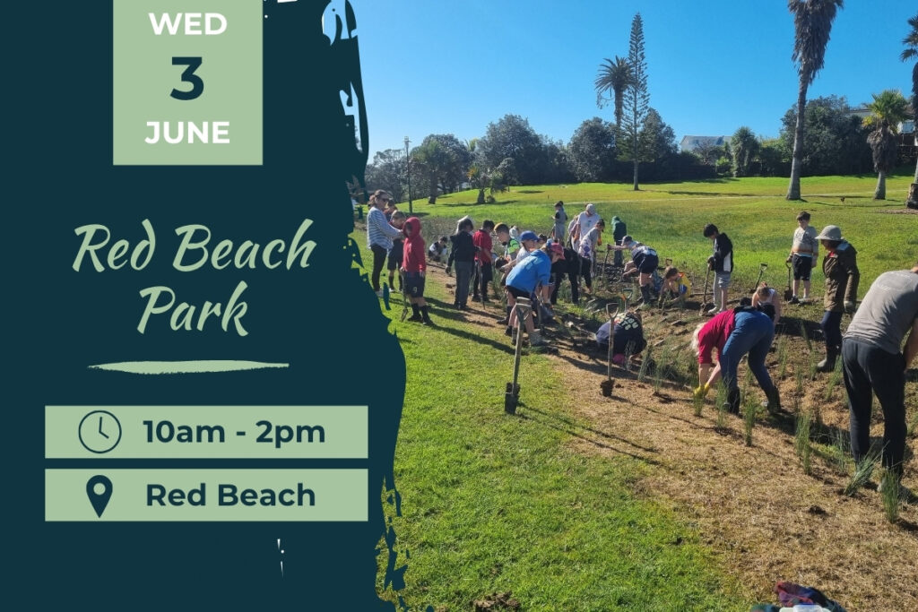 Red Beach Park Planting Day 3 June