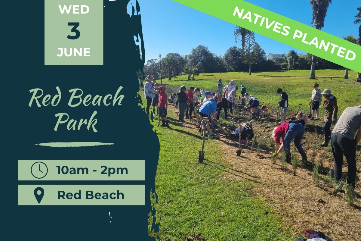 Red Beach Park Planting Day 3 June