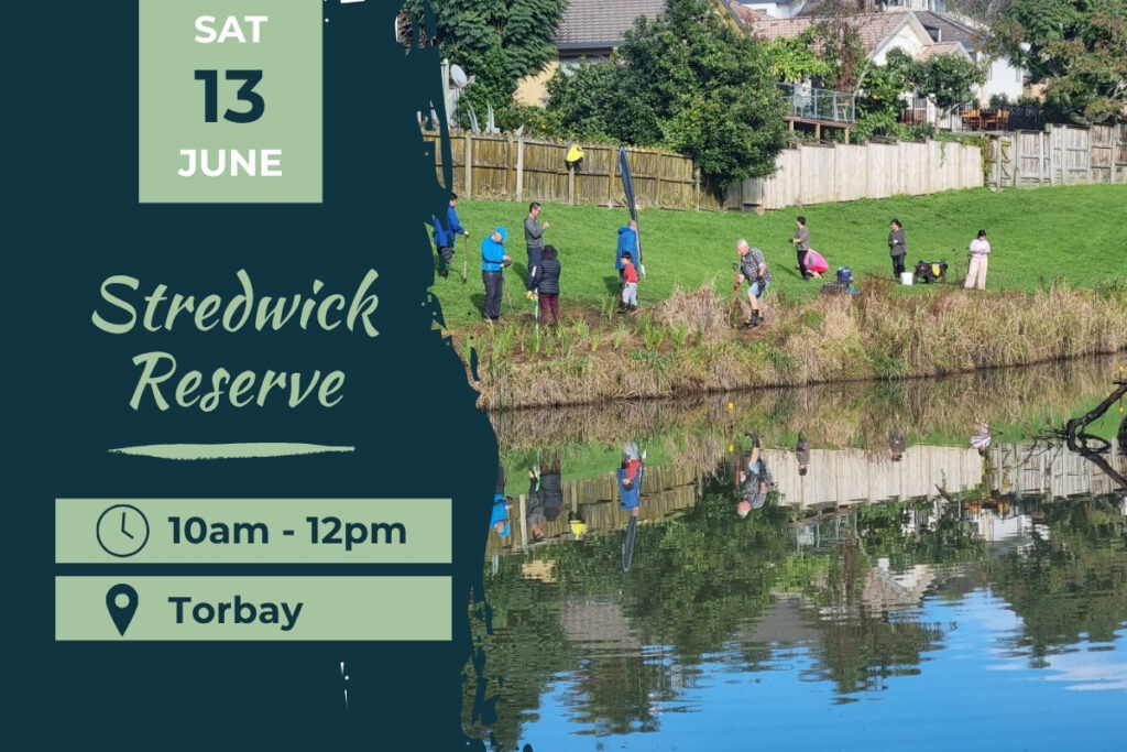 Stredwick Reserve Torbay Planting day 13 June