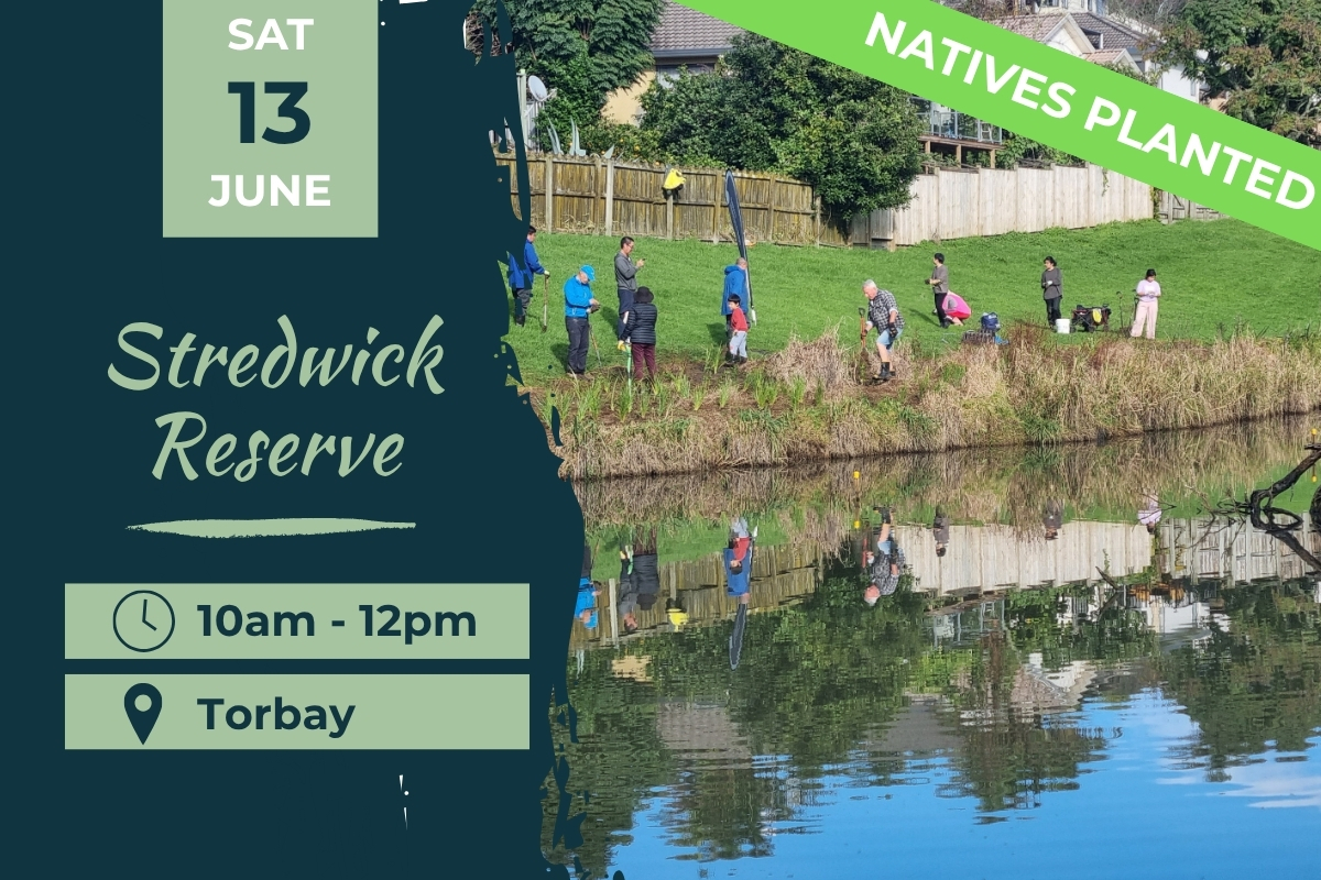 Stredwick Reserve Torbay Planting day 13 June
