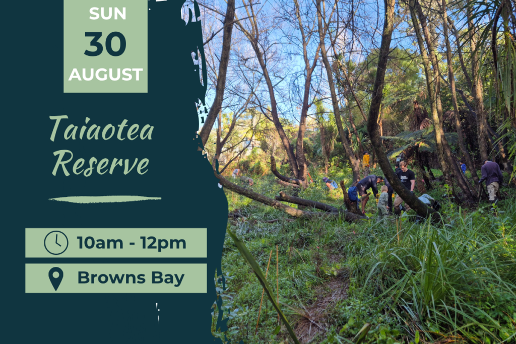 Taiaotea Reserve Browns Bay Planting Day Sun 30 August