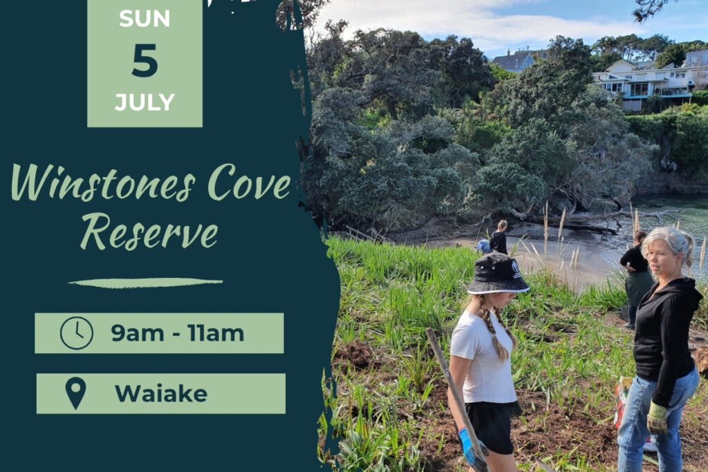 Winstones Cove Waiake Planting day 5 July