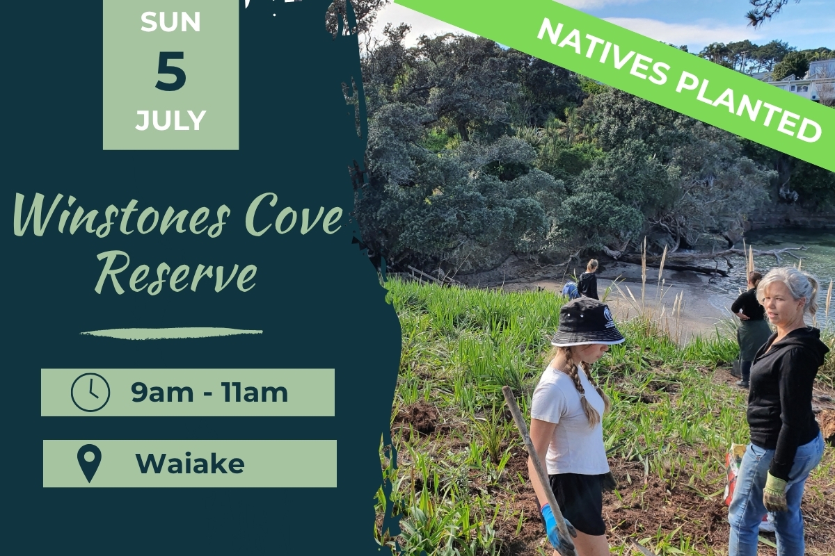 Winstones Cove Waiake Planting day 5 July